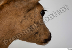 Cheek Head Deer Animal photo references